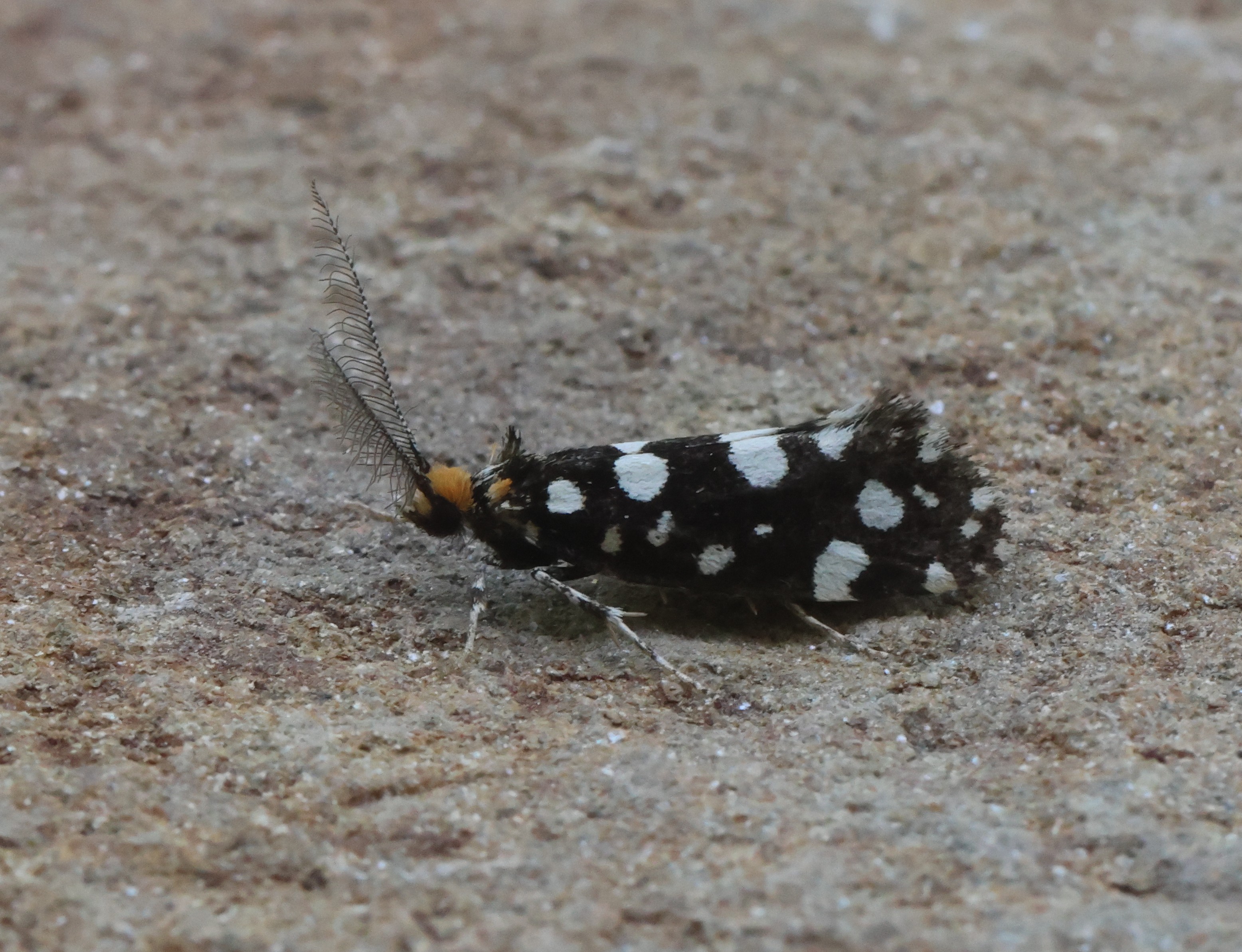 Photo of Black Clothes (Euplocamus anthracinalis)